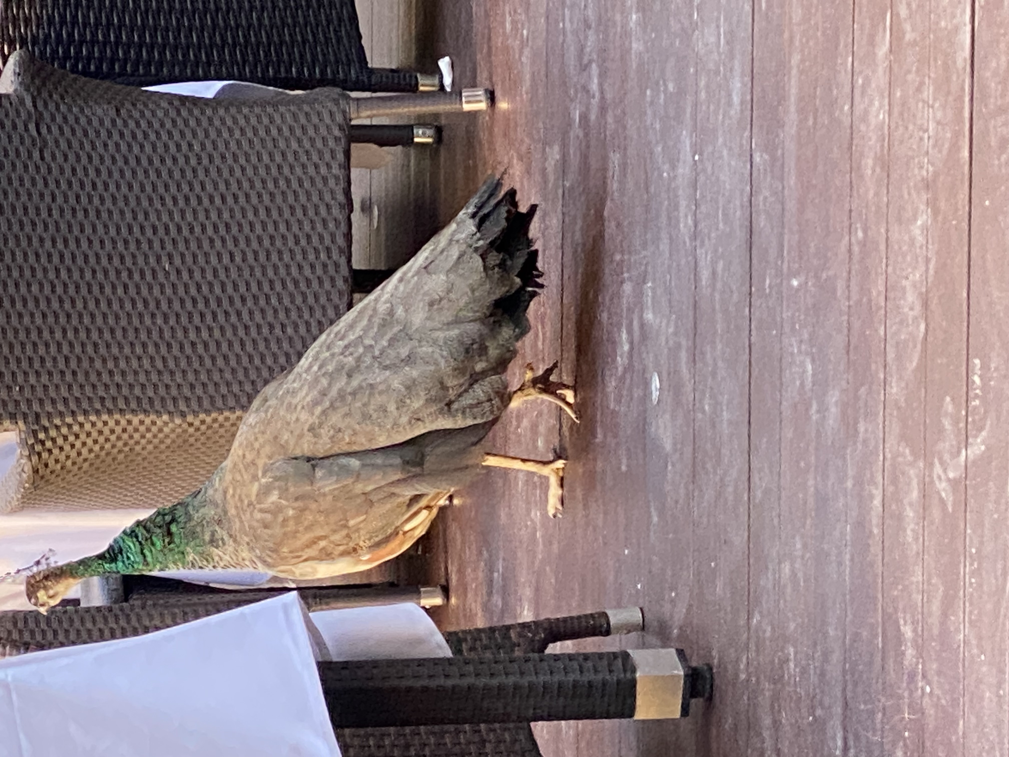 One of our hotel's peacocks