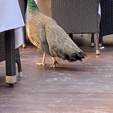 One of our hotel's peacocks