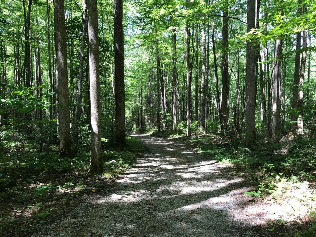 A dirt path through a forest  Description automatically generated with low confidence