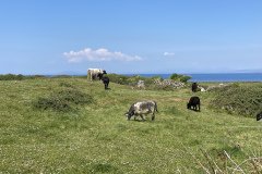 IMG_1836