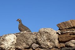 IMG_2214