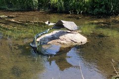 IMG_2494