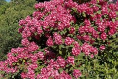 IMG_2535