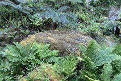 IMG_2615