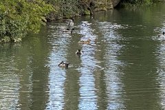 IMG_0086