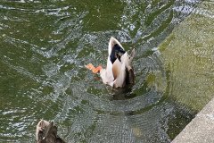 IMG_3420