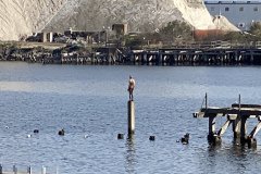 IMG_0667