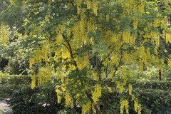 IMG_2158