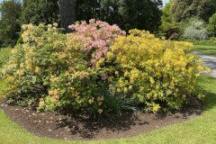 IMG_1751