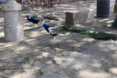 IMG_9472