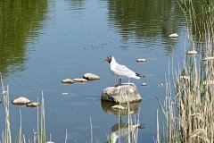 IMG_1340