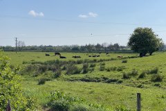IMG_1415